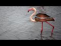 Crank That Flamingo
