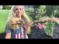 Planting Sun Sparkler Sedum & Transplanting Struggling Wildberry Heuchera to a Sunnier Location