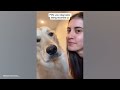When Your Big Dog Thinks He's a Baby! 🤣 Funny dog videos 2024