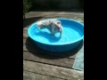 Millie playing in the pool