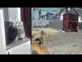 ❤️🐱 Best Cats Videos 🐱🙀 Best Funny Animal Videos #3