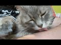 Cat licking arm ASMR part 5