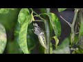 Lifecycle of Lime Butterfly (papilio demoleus), from egg to adult, real life. HD