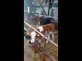 Calf rearing, rearing on bucket or bottle.