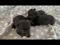 Adorable mini schnauzer x Bichon frise puppies- Chonzer🥰