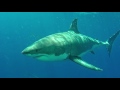 Diving with the Great White Shark 4K