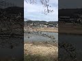 【Sakura2024】Japan countryside