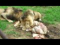 Lions feeding in Antelope Park, South Africa-2020 (january).