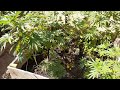 Outdoor Cannabis grow SoCal 2022 vol 3