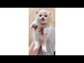 Don't Say 'Cute' While Watching This Video!