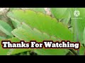 पत्थरचट्टा का पौधा/Bryophyllum pinnatum.How to grow and care.