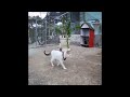 🤣🙀 Funny Dog And Cat Videos 😂🤣 Funny Animal Videos 2024 #16