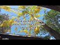 Golden shower tree | flowers bloom || Ara Miya.