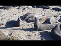 Male Elephant Seals Practice Fighting