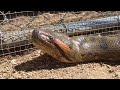 Anaconda Enters Pig Pen--Eats Pig