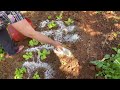 CUIDANDO DA HORTA E FAZENDO COLHEITA + ALMOÇO COM VERDURAS