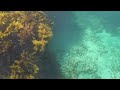 Snorkeling Mettams Pool Perth Australia