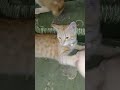 GEMESH 🐱‼️#lulu #lolo #orangecat #kucing #kucingorange