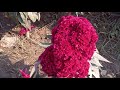 GIPSY QUEEN / CELOSIA  Growing Tips