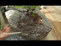 Process of Making a Bonsai Tree on a Rock. Bonsai Master in Korea