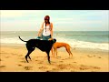 Greyhound and Galgo Español on the Beach