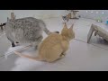 The Most Adorable and Funny Pet Moments Ever 😍😍 Best Funny Video Compilation 🐱😂