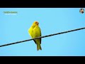 CANTOS DE 21 AVES que LEMBRAM A ROÇA | Os SONS das aves do campo | Aves cantando no sítio