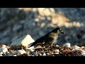 Carrion Crows feasts on seal carcass