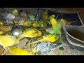 Lovebirds Enjoying Greens 🐦 | Cockatiel Hatching Progress Revealed! #mypetsmygarden