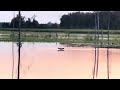 Loon diving at Sherburne WMA Wildlife Drive