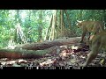 Pumas Prowl Past our Trail Camera Traps-(6 Weeks)
