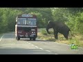 wild elephant chasing vehicles at the Katharagama (Sri lanka)