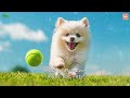 20 HOURS of Dog Calming Music🐶🎵Relaxing Music for Dog 💖🐶Dog Separation Anxiety Music⭐Healingmelodies