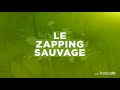 This dead plant will be resurrected! - ZAPPING SAUVAGE