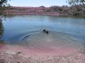 Grant's swim and fetch day