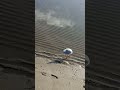 Cute Seagull tapdancing in the water at the beach .. put sound on