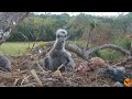 Eagle Country_Fern does not let Thunder eat; dad to the rescue with a fish for T 08/03