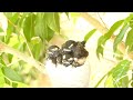 Willie Wagtails in nest 30122023