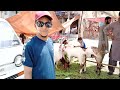 qurbani k janwar 2024