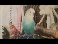 Buddy my talking budgie i only whamted one to tame to talk