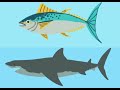 Shark and Tuna Animation Test