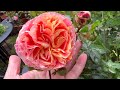 What is new in my rose garden? Rose reviews David Austin, Kordes, Tantau, Barni, Meilland, Rawlins.