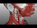 Tongue Muscles and the Hyoid Bone