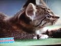 Kittens in Halftime Show of Puppy Bowl VI