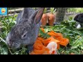 Rabbits Eat Green Vegetables And Carrots