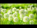 Calming Music With Beautiful Nature Videos | Stress Relief Music | Stop Anxiety & Depression