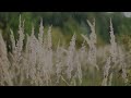 Prairie Rainstorm