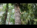 Cat watches a lizard and jumps on to a tree to catch it