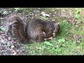 Shy squirrel valiantly gives up her hide to an injured squirrel