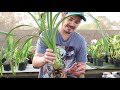 Como Replantar Orquídea Cymbidium | Dicas de Vaso e Substrato